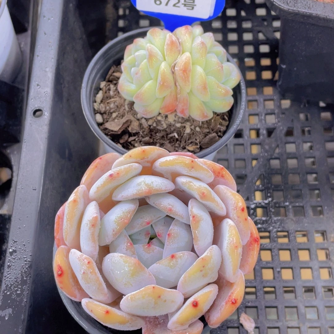 672号母本雪花橙加冰玉