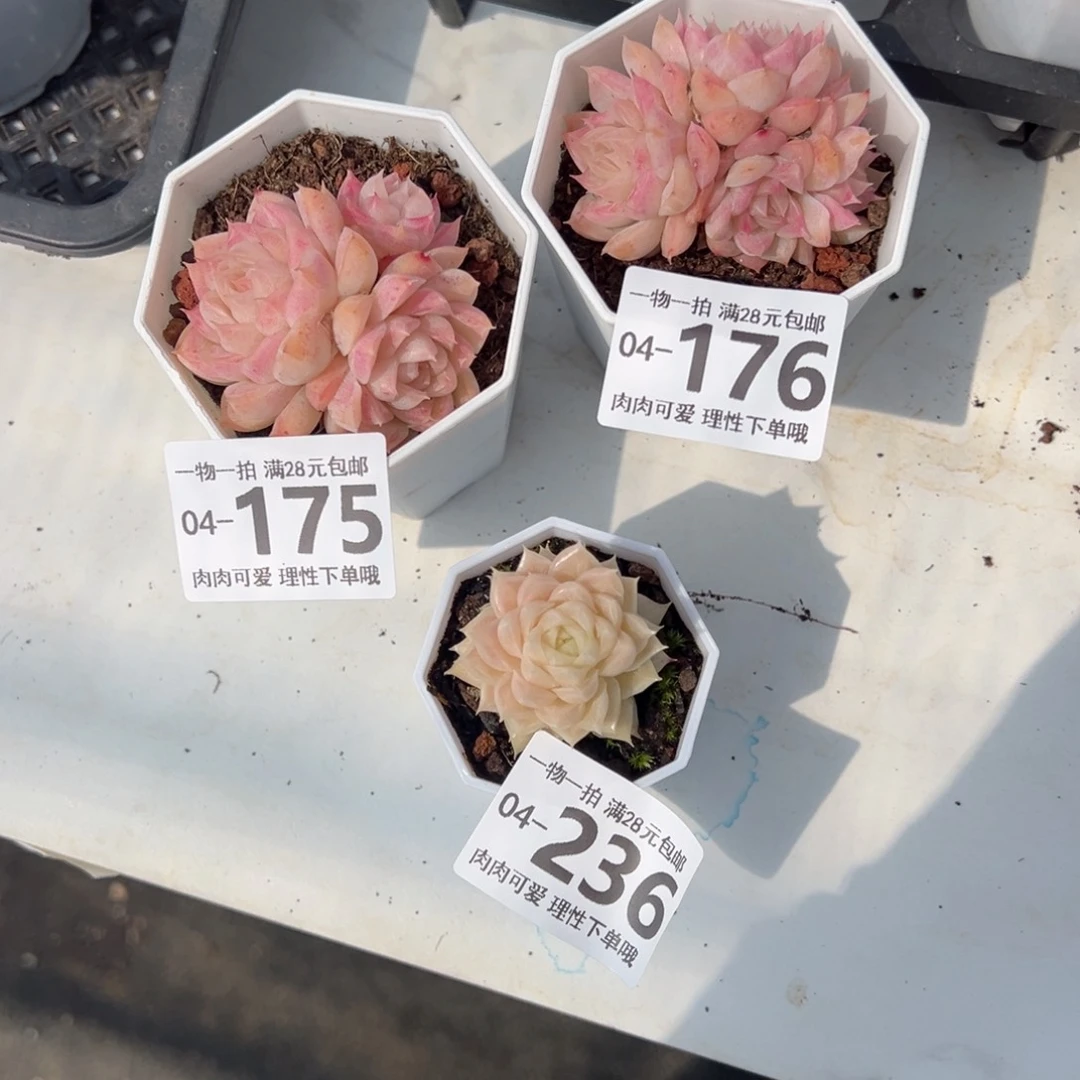 M****J多肉多肉多肉多肉