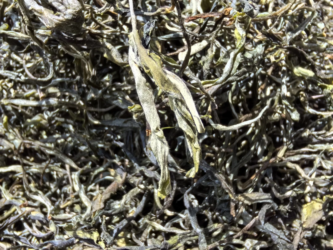 2024年精选百年古树茶南诏贡茶头春头采花香蜜韵普洱茶生茶散茶