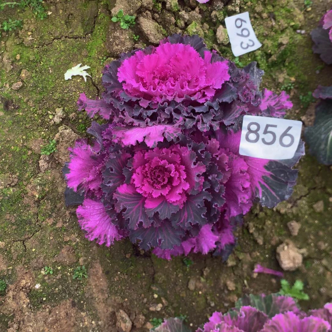 诚****麻856羽衣甘多肉植物