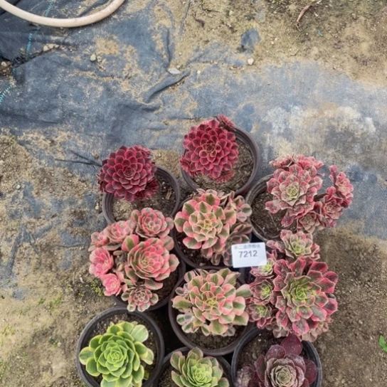 7212，10颗手捧花包邮