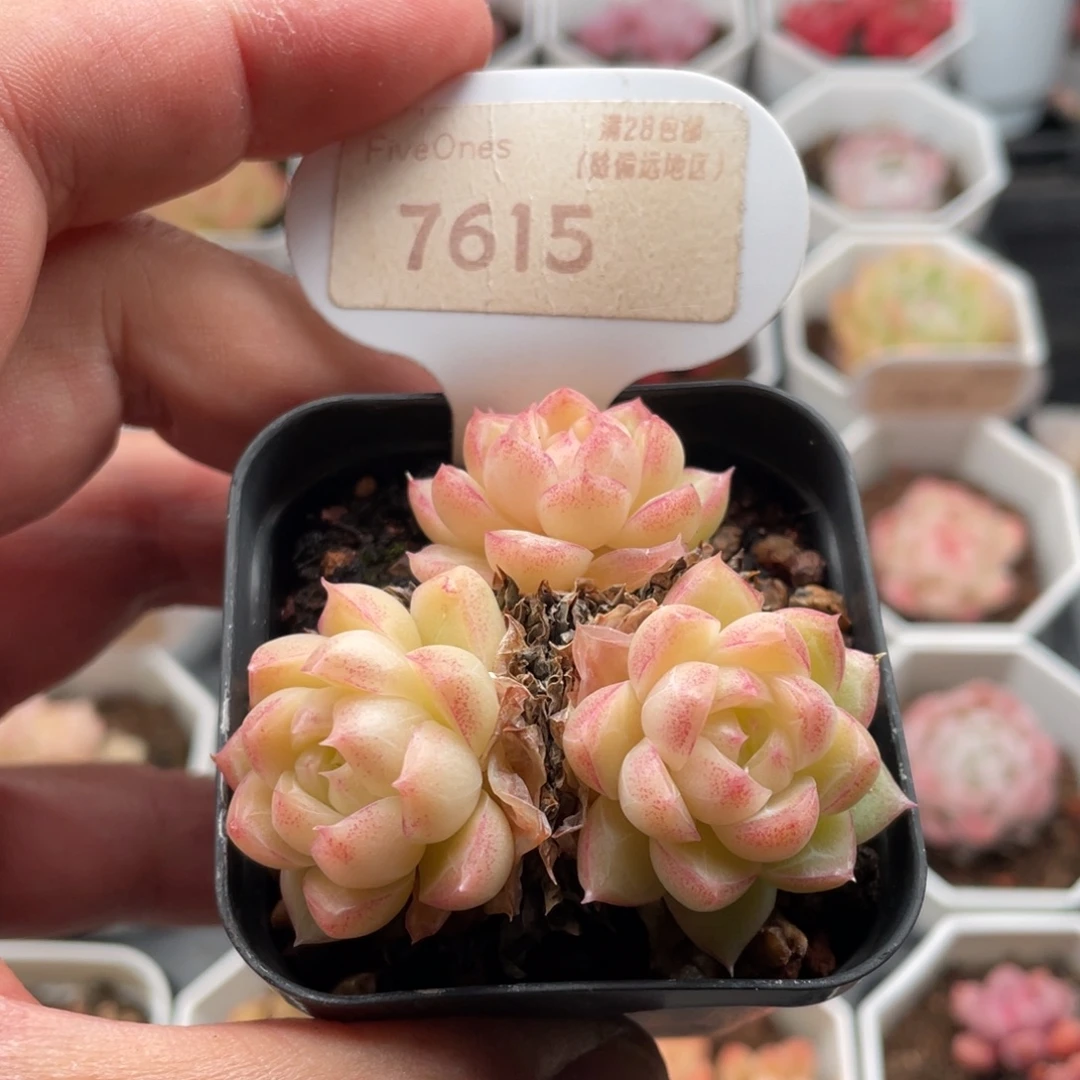 女王7615-5.5厘米