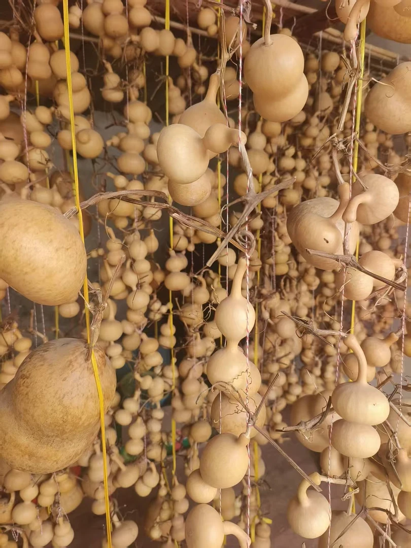 葫芦摆件直播间一物一拍《不包龙头》