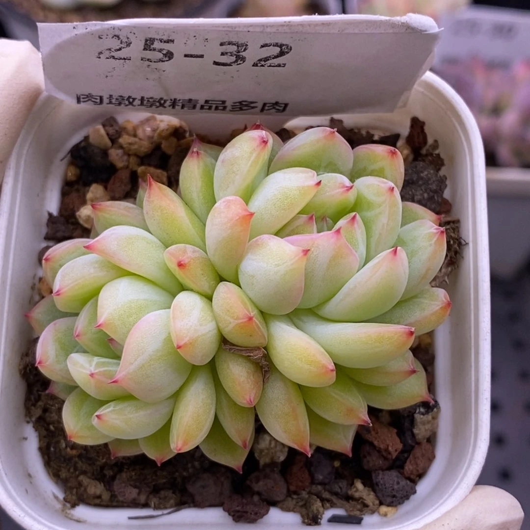 【闪购商品】25-32雪花