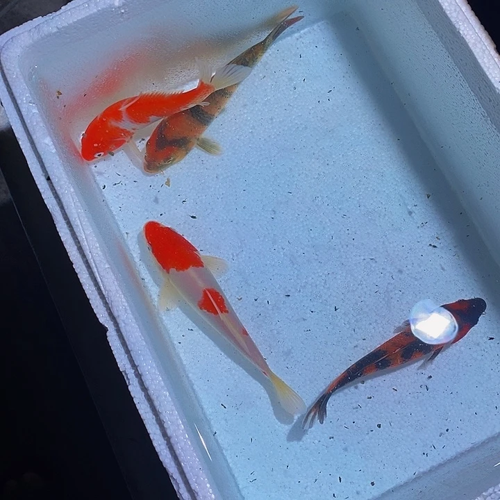 锦鲤锦鲤活鱼开箱包活