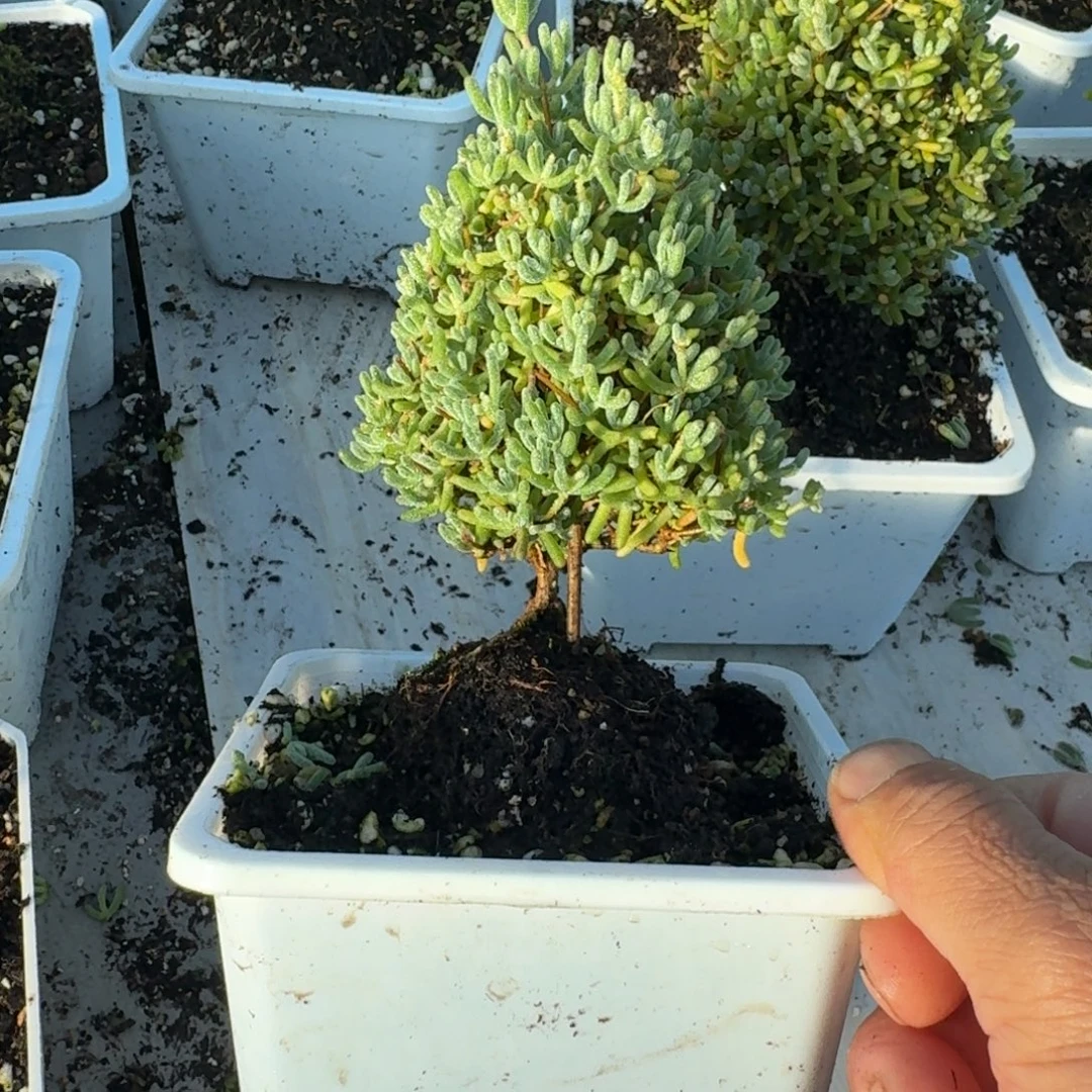 圣诞树冰晶杂带盆带土发