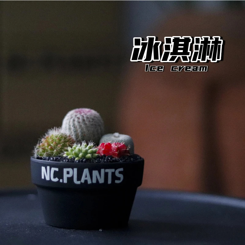 【NC.PLANTS 冰淇淋】5种仙人球组合 | 成品带盆
