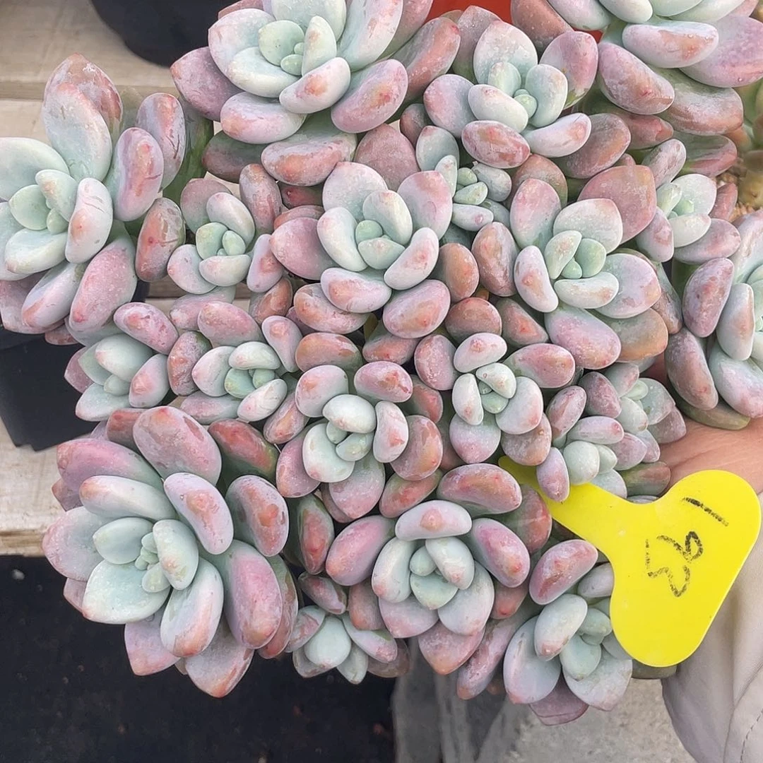 红洛神多肉植物群生193