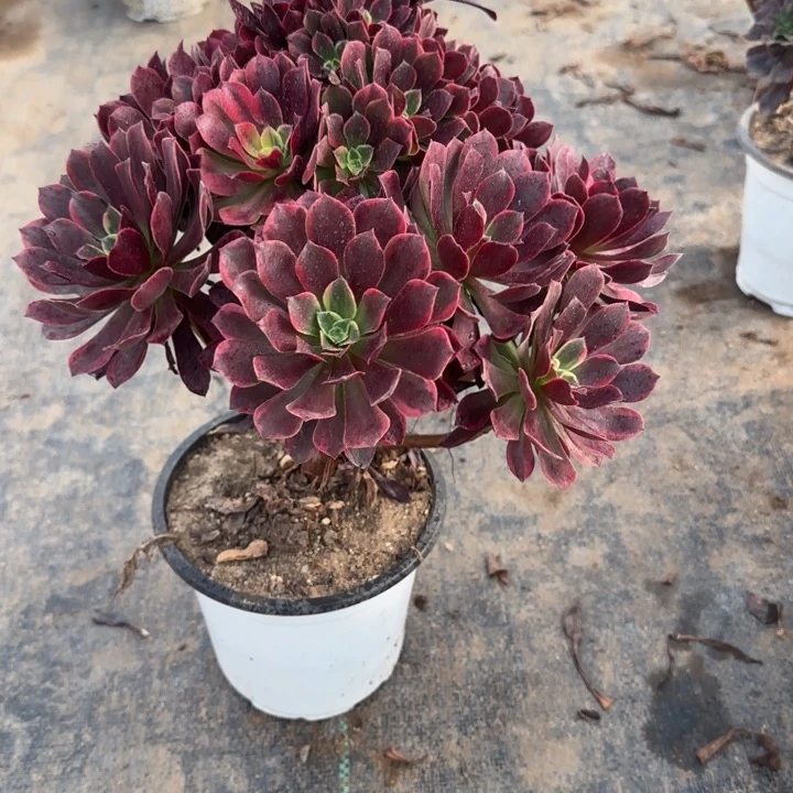 604两单包邮金丝雀。