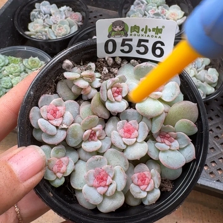 多肉植物多肉植物