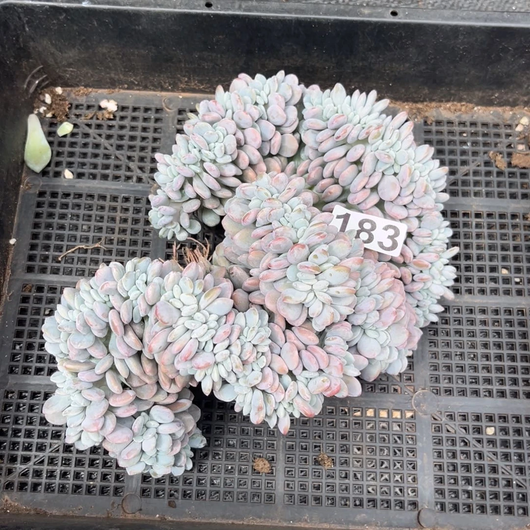 183号新疆西藏内蒙古不包邮的