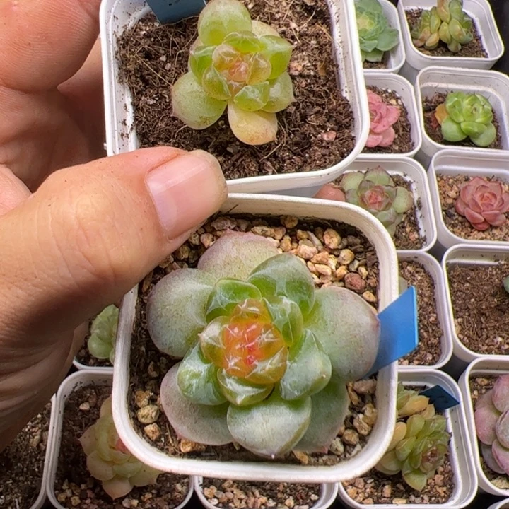 养***_一物一拍精品糖心，小羊