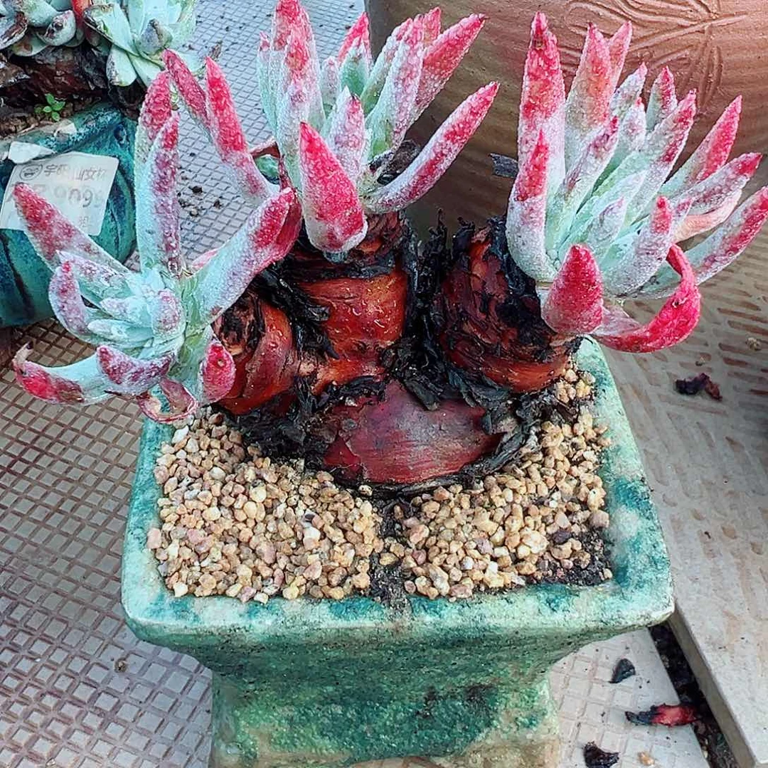 9378海瑟雪山仙女杯