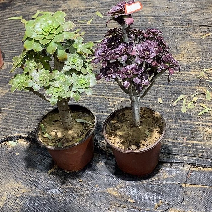 3，2棵13455667788999