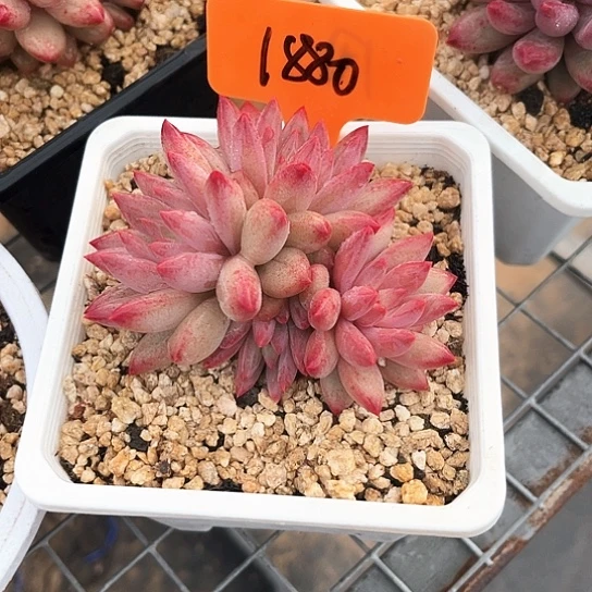 虞美人18880号码牌