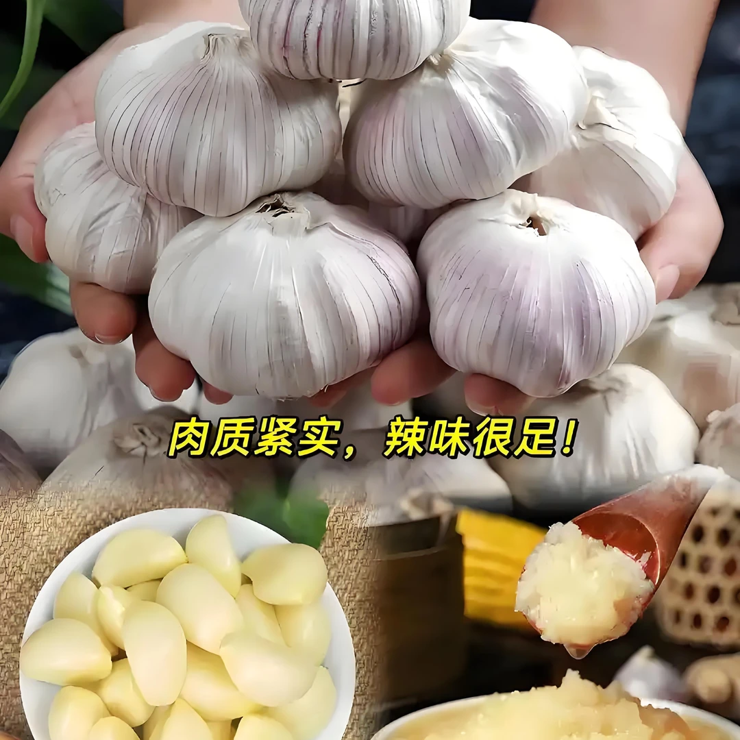 2025年农家紫皮（大蒜瓣）瓣大饱满辛辣味浓 可吃可种 新鲜产地直发