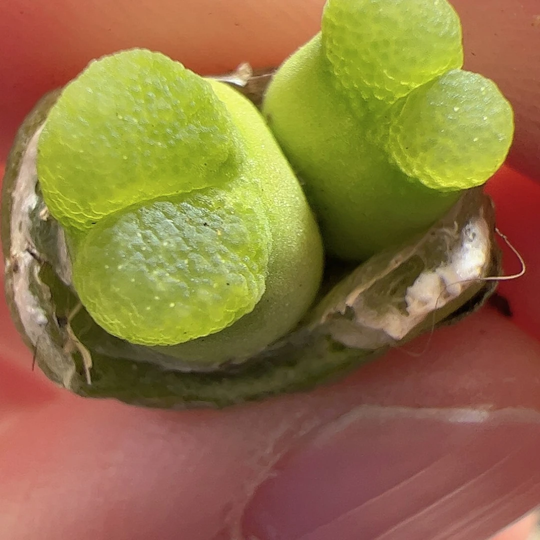 【闪购商品】39 大葫芦杂拉登