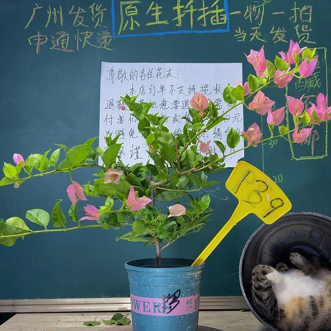 当前无花栽培后可以开花  绿叶米罗  139