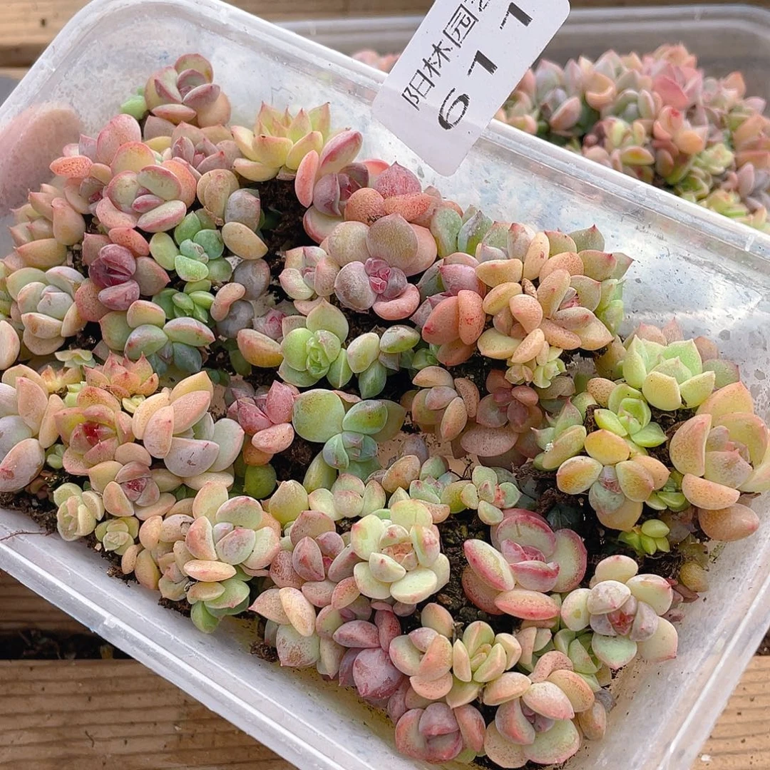 多肉植物多肉植物611