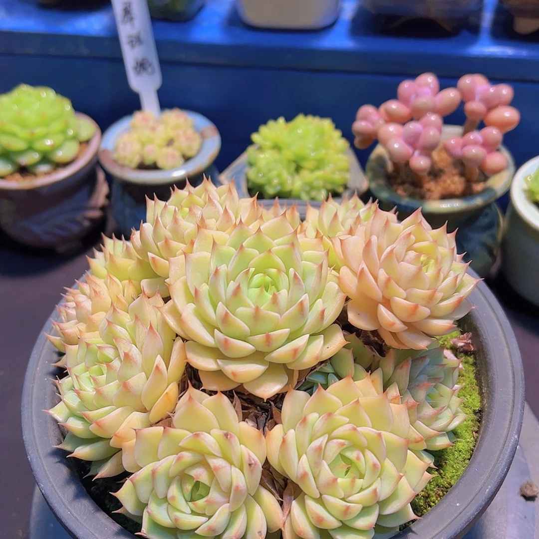 碧**天小叶粉笨吧，裸根发货，
