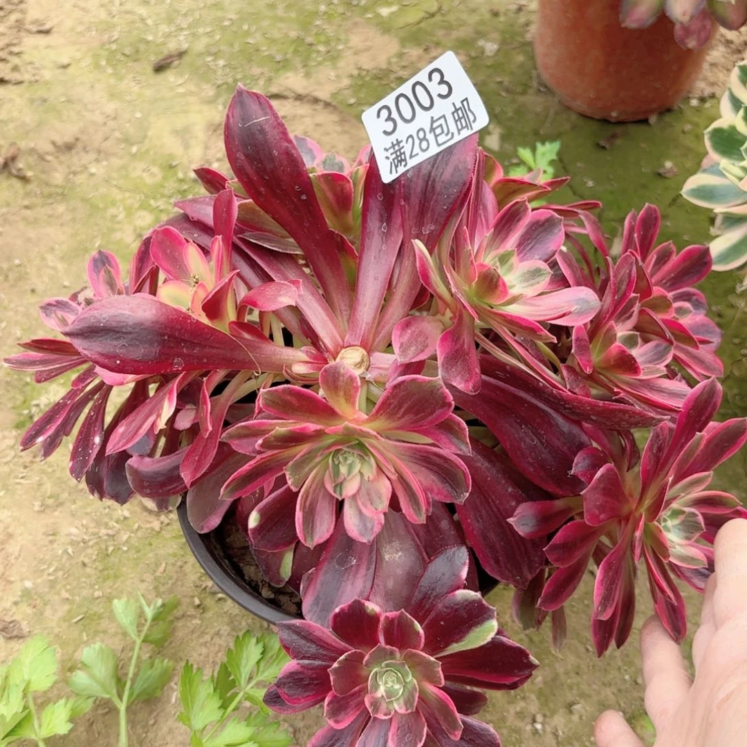 3003婚纱多肉111111