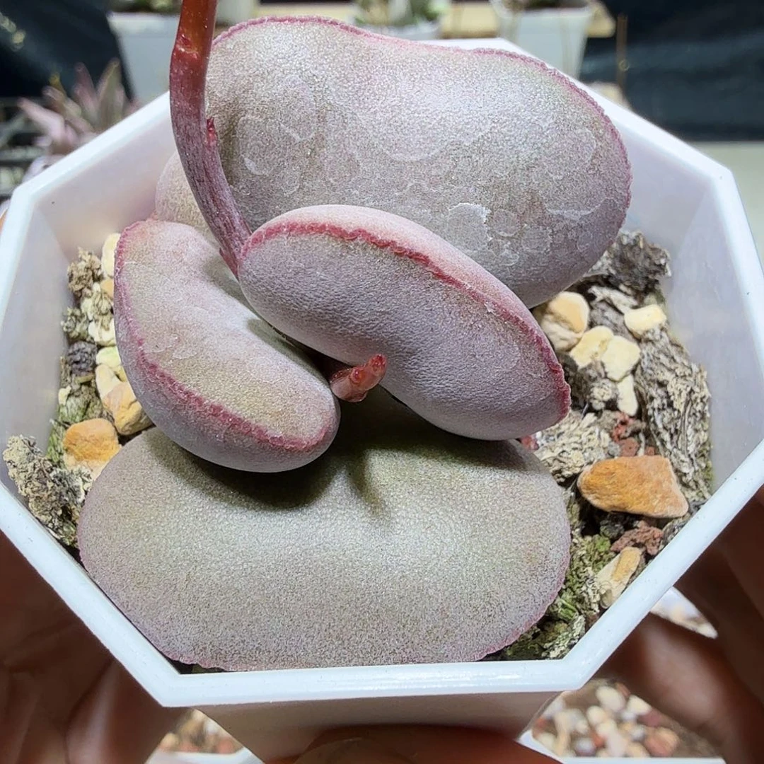 白肌红蛋水泡多肉植物