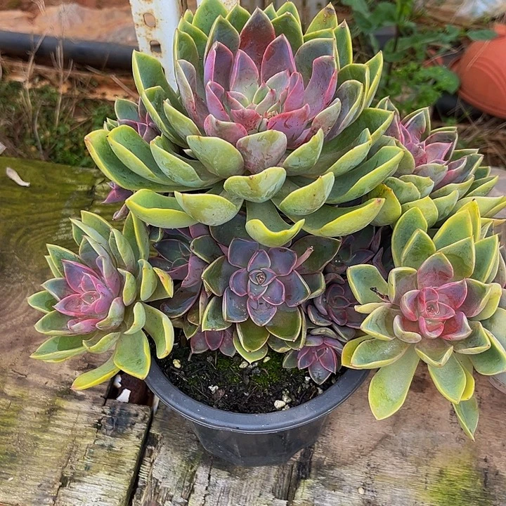 紫气东来大群一物一拍