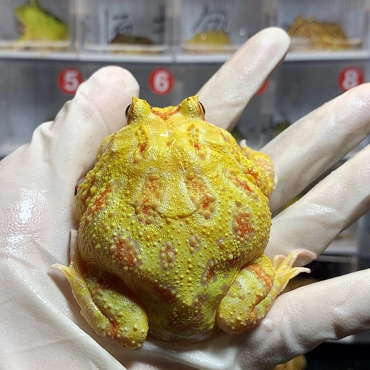 角蛙0797 清仓大黄金7+