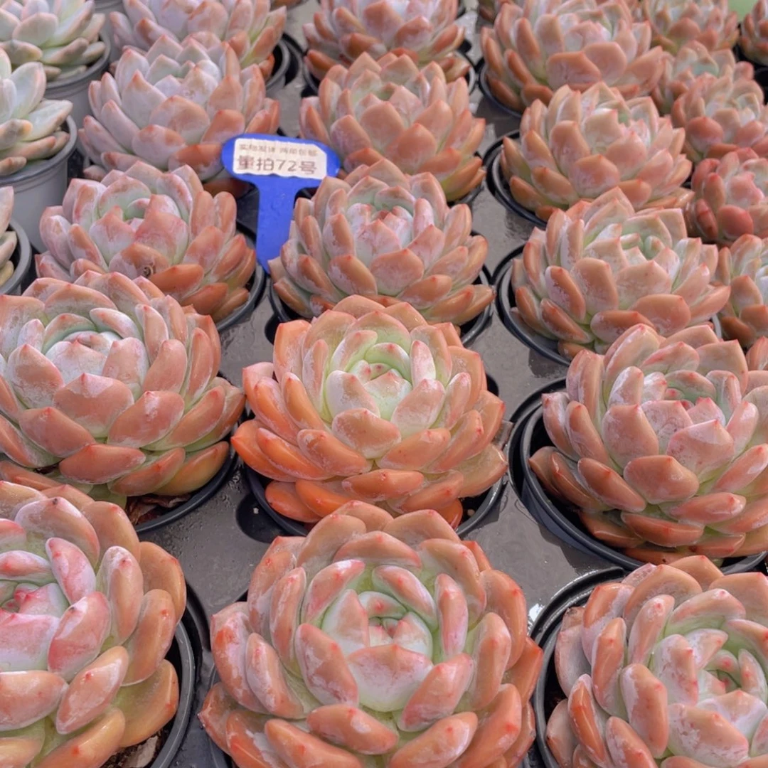 量拍72号 韩版橙梦露母本大单头一个