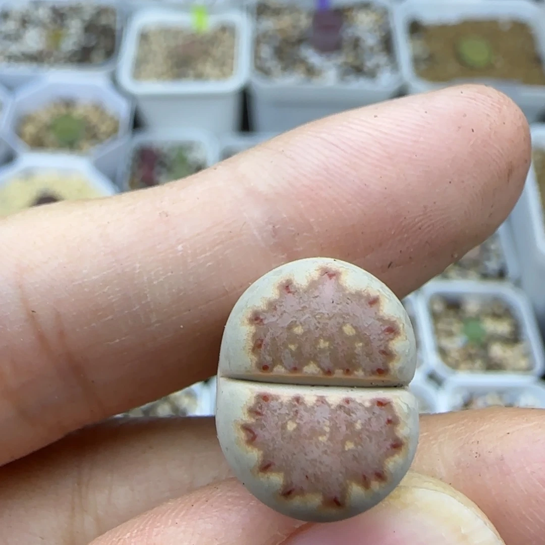 207饼干国庆福利30包邮