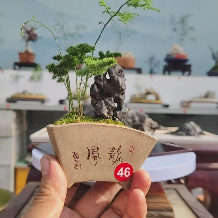 盆景，文竹，太湖石涛****8