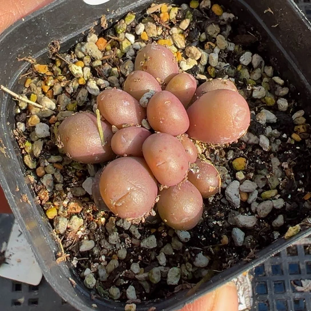 多肉植物11111111111111