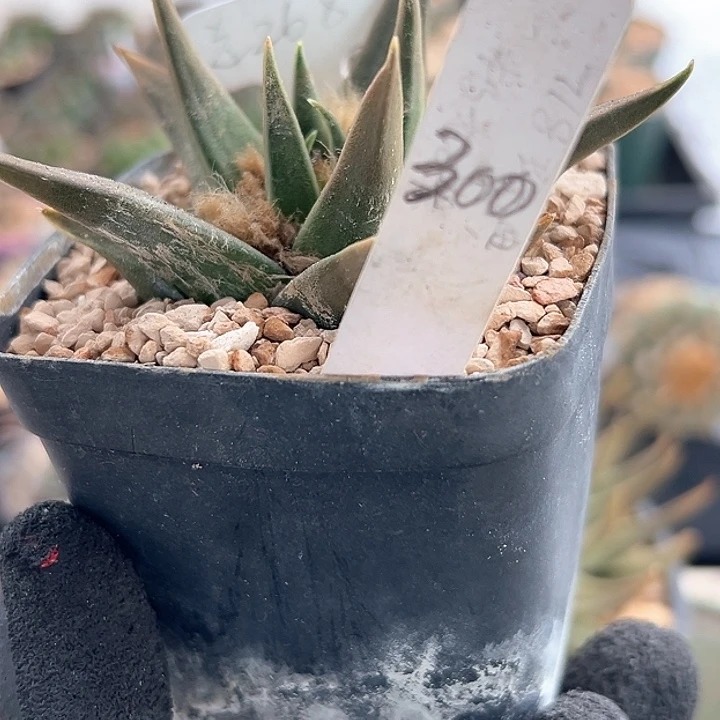 仙人球 龙牙牡丹 实生