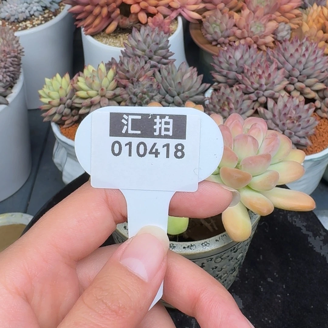 精品多肉植物010418