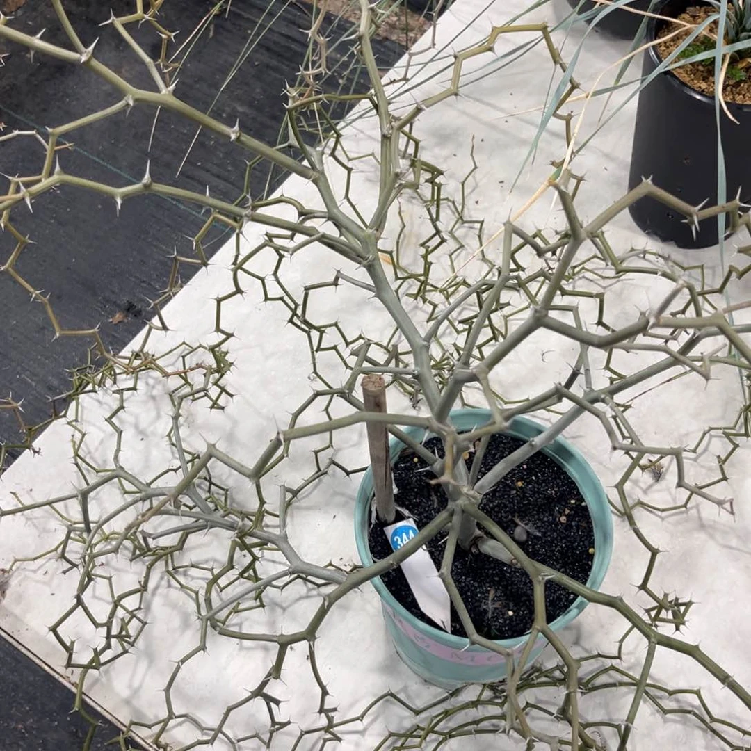 344弯曲龙脱土发货