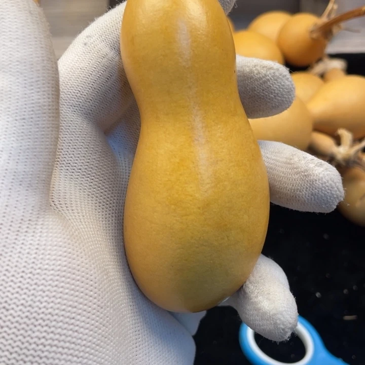 葫远行葫芦嗷嗷的