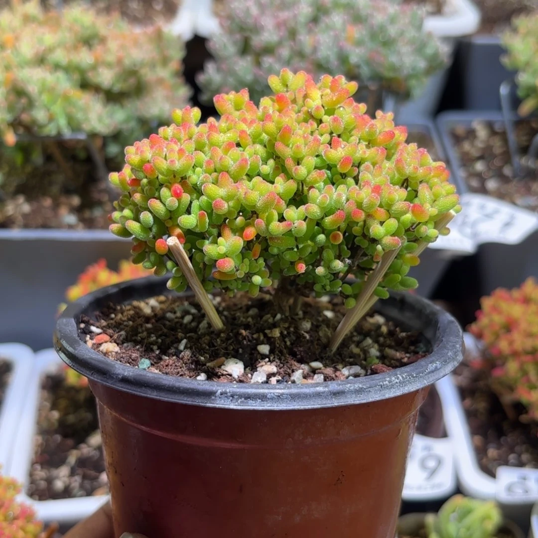 枝干番杏密橘糖球107