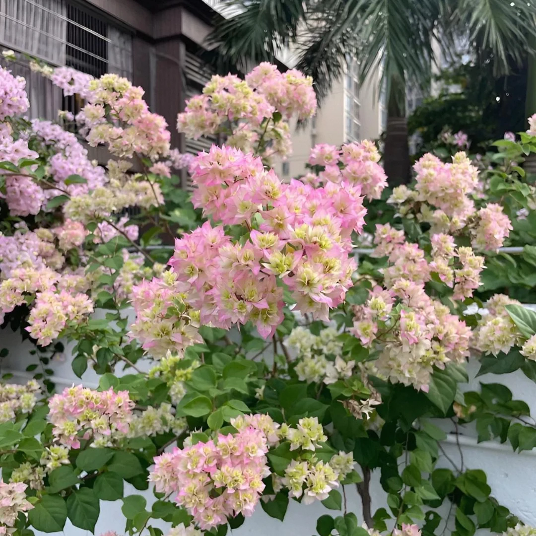 【重瓣怡景】三角梅四季开花勤花爬藤植物阳台庭院绿植花卉观赏