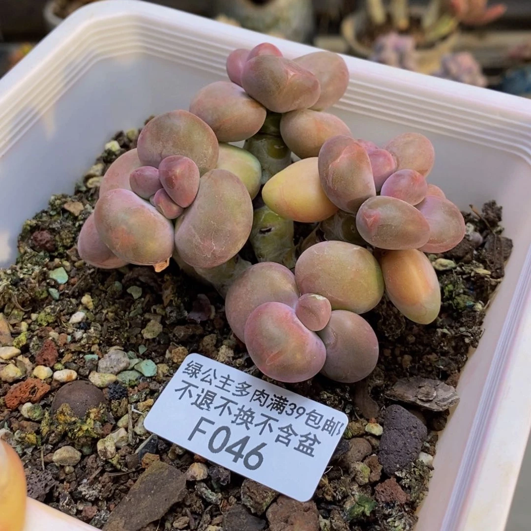 046芒果奶二代多肉7c m