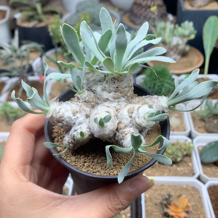 刨花厚敦菊母本脱土多肉