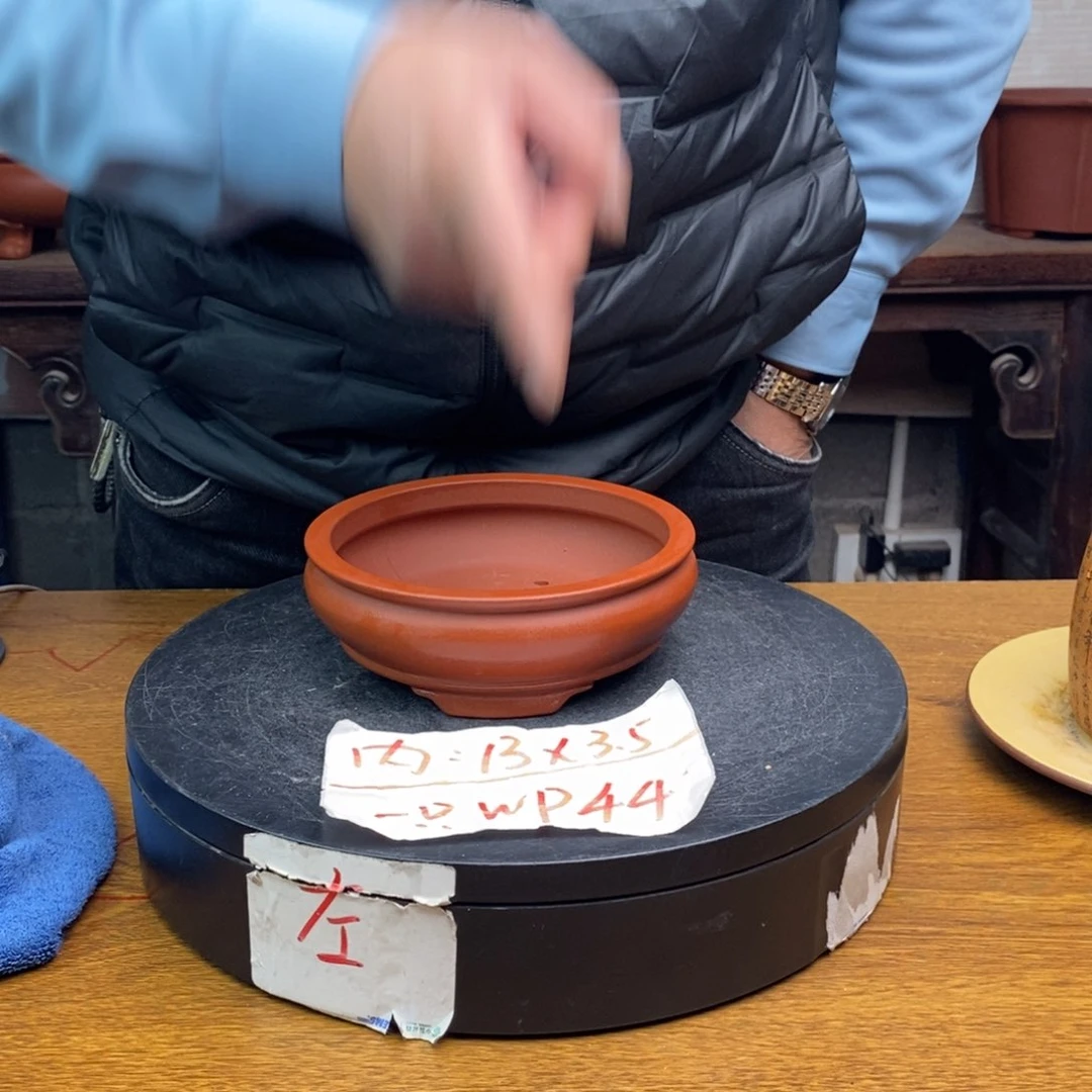 红陶货号一只WP44