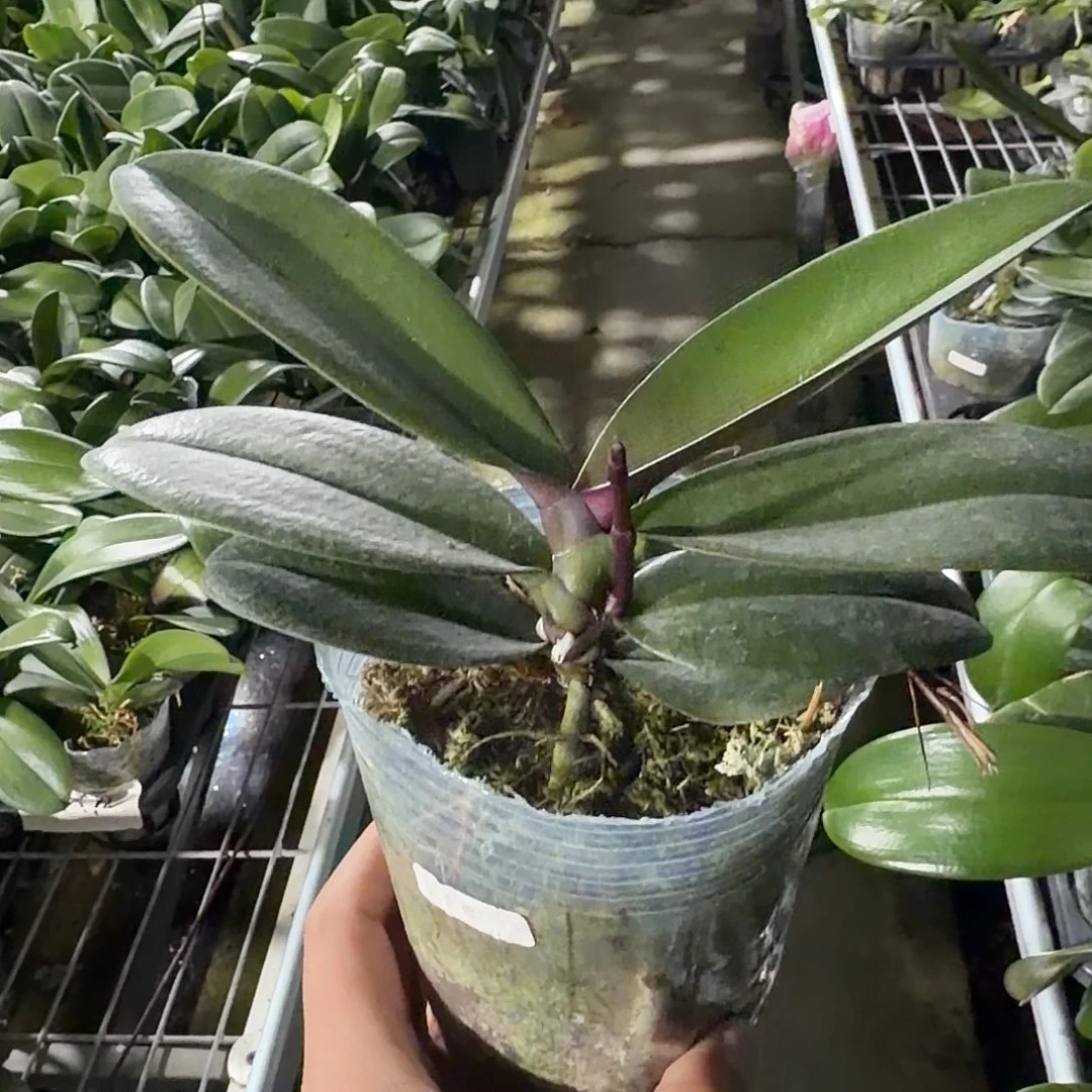 无花朵3.5寸三文鱼带梗