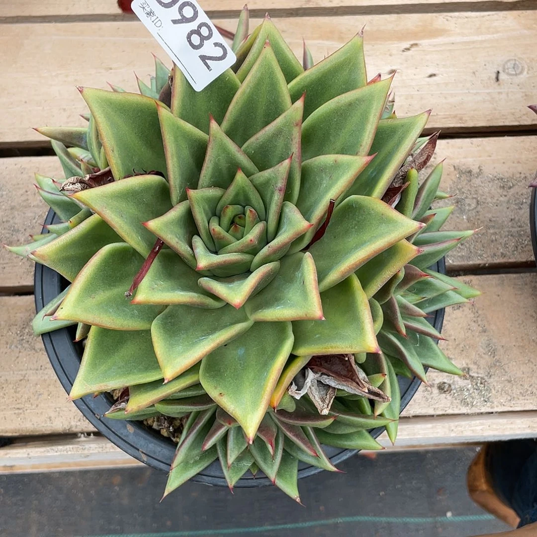 若如东云组拍D982