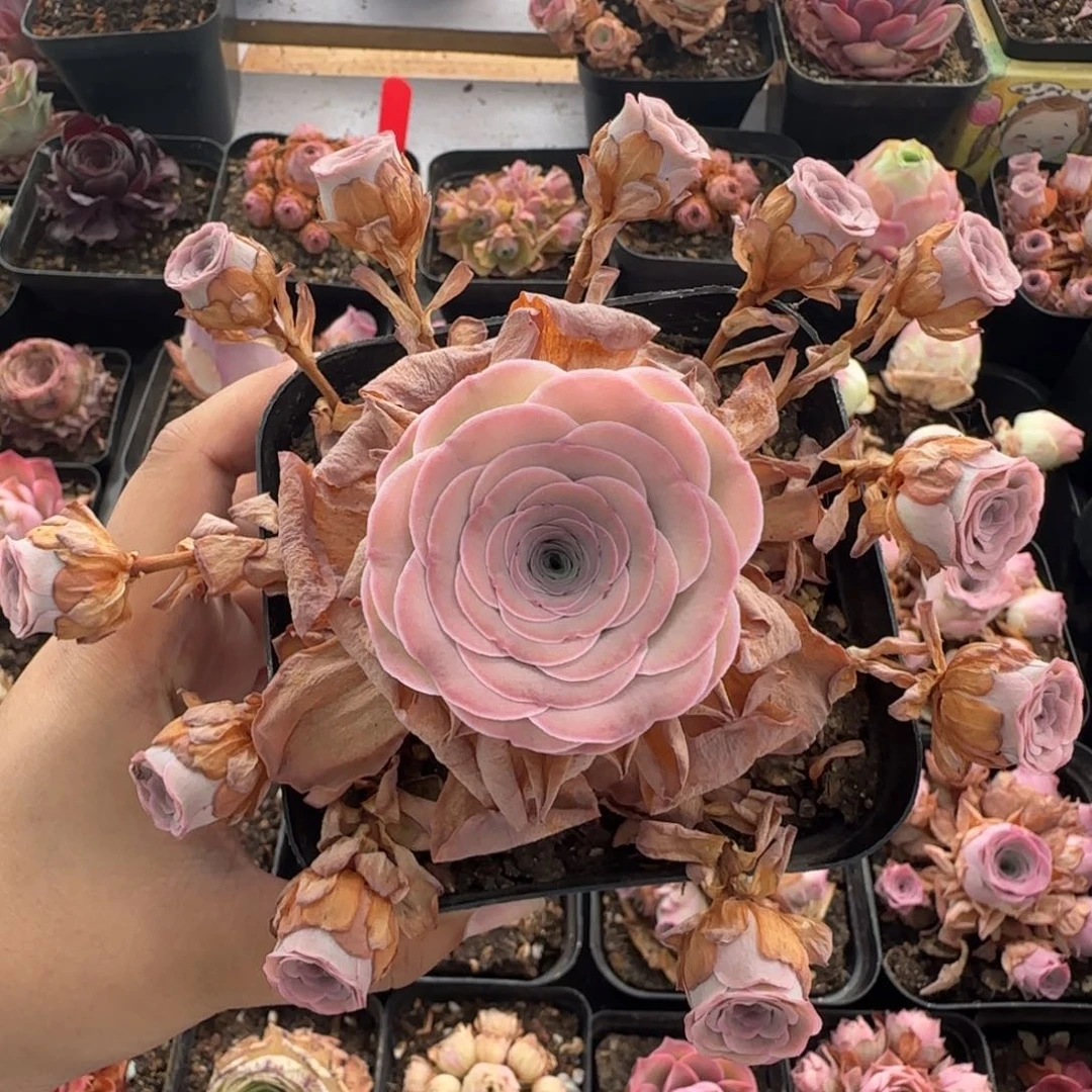 Y844半城玫瑰花朵脸