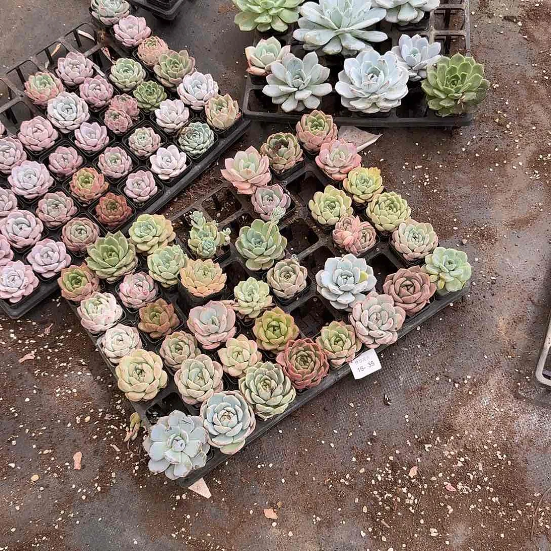 16-35梦露母本杂交大的二十颗量拍6右五