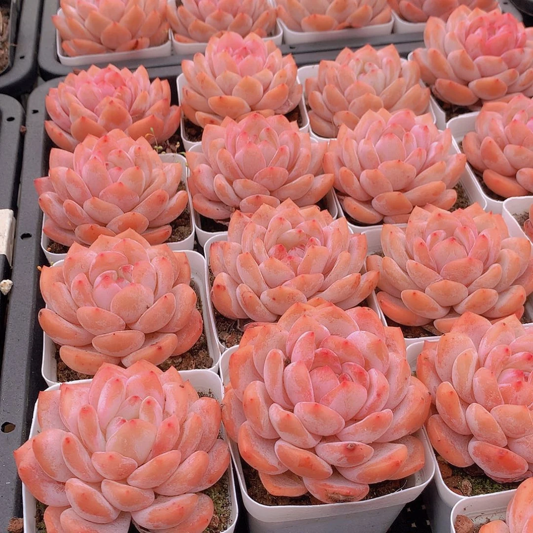 天使橙245778990000