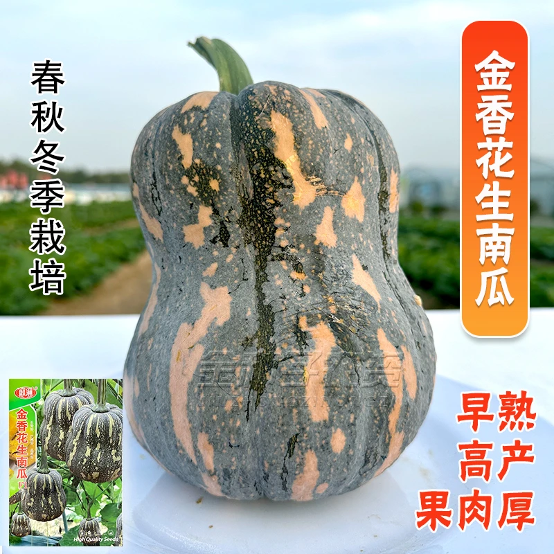 万亩齐丰 【金香花生南瓜种子】 春秋冬栽培 口感好