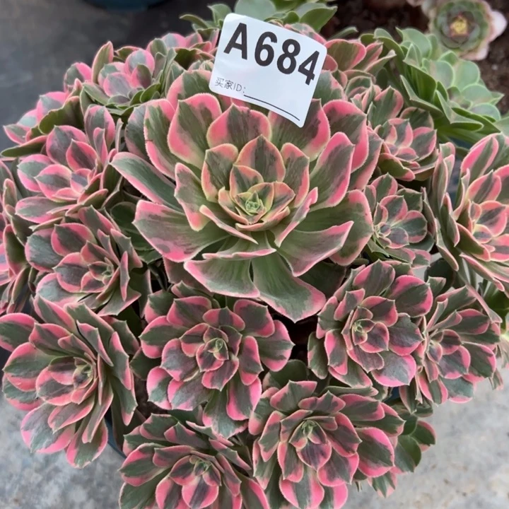 684粉女妖25厘米左右