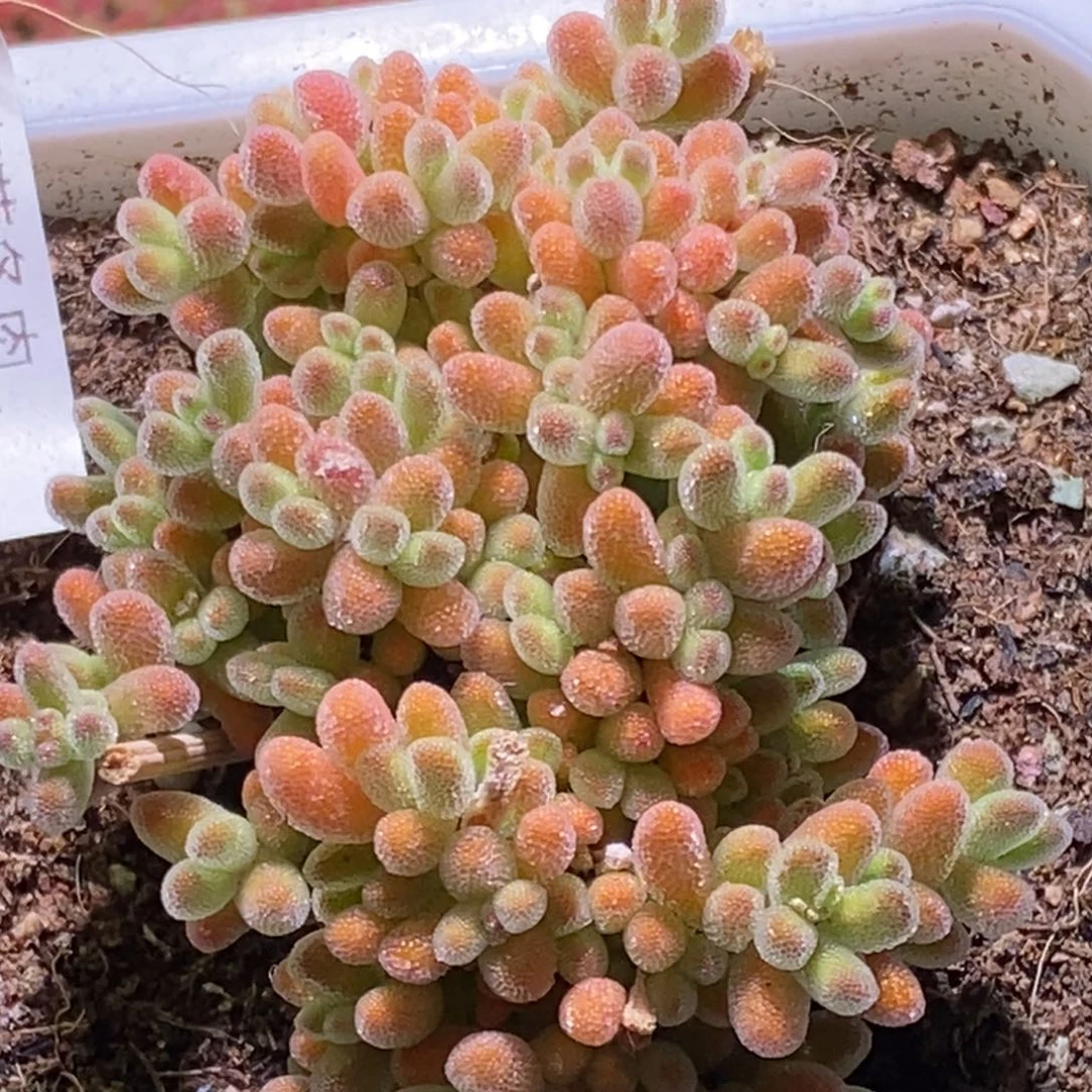 冰晶枝干番杏521