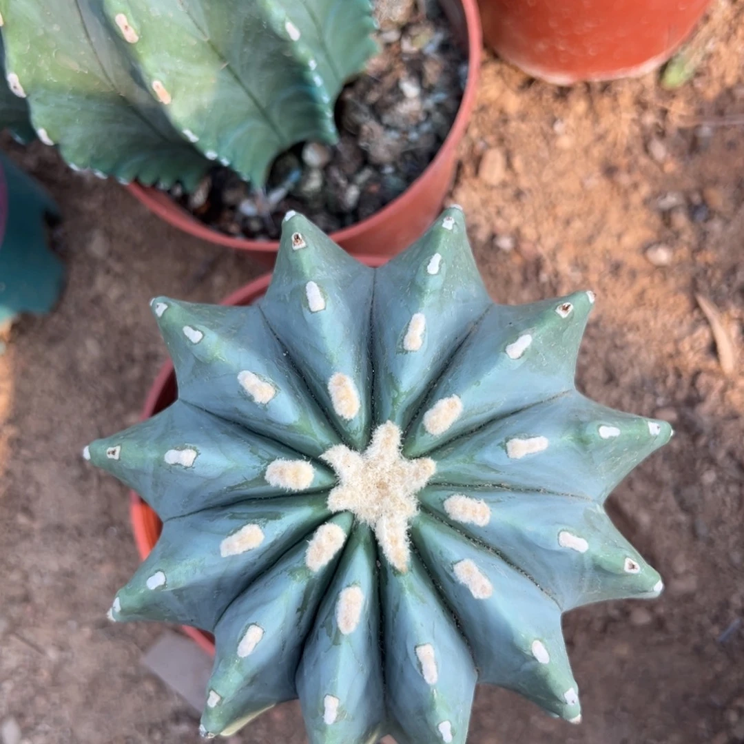 无刺王冠龙随机一颗